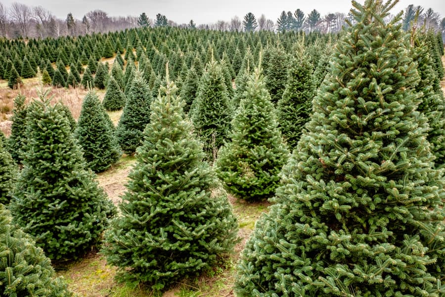 How to Start a Christmas Tree Farm