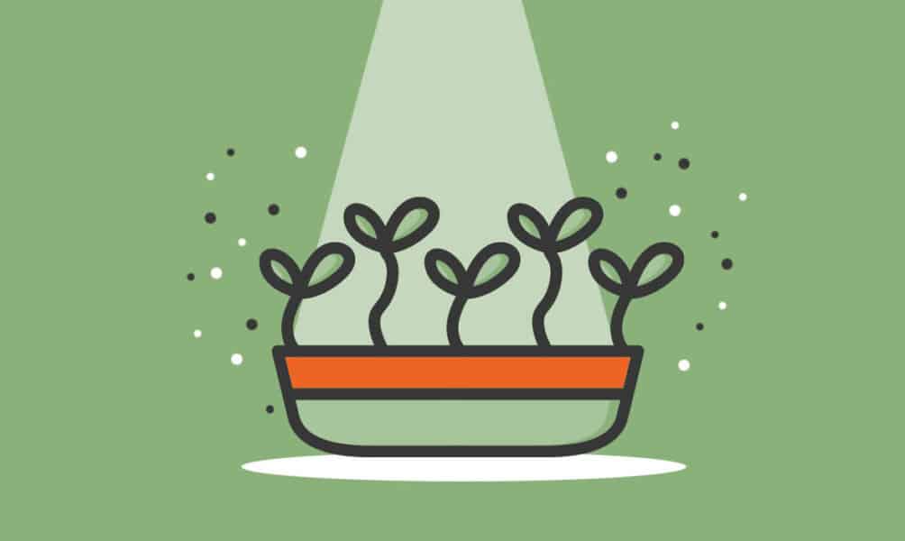 How to start a microgreens business