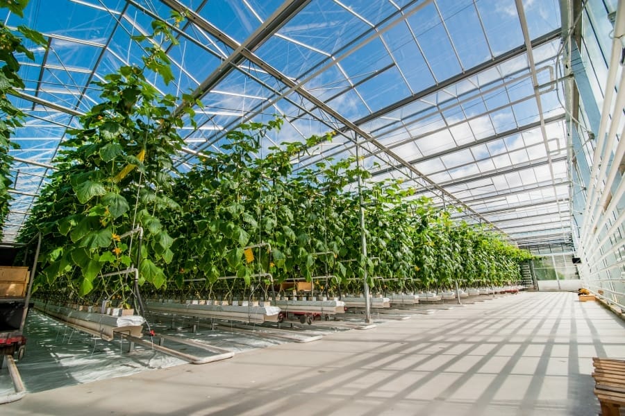 How to Start a Greenhouse Business