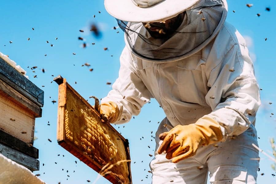 Beekeeping Business