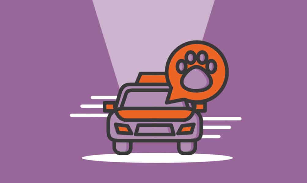 How to Start a Pet Taxi Business