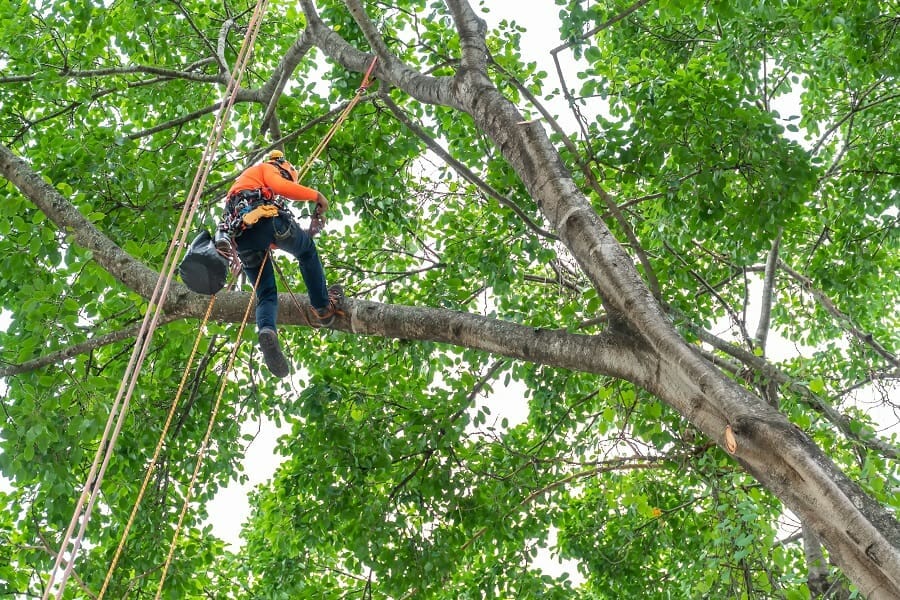 How To Start A Tree Service In 2022 Step By Step Business   How To Start A Tree Service 