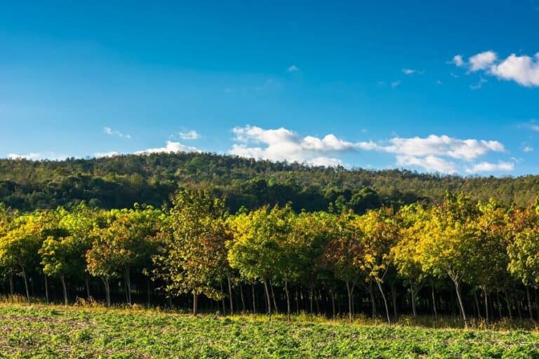 22 Backyard Business Ideas to Start in 2022 Step By Step Business