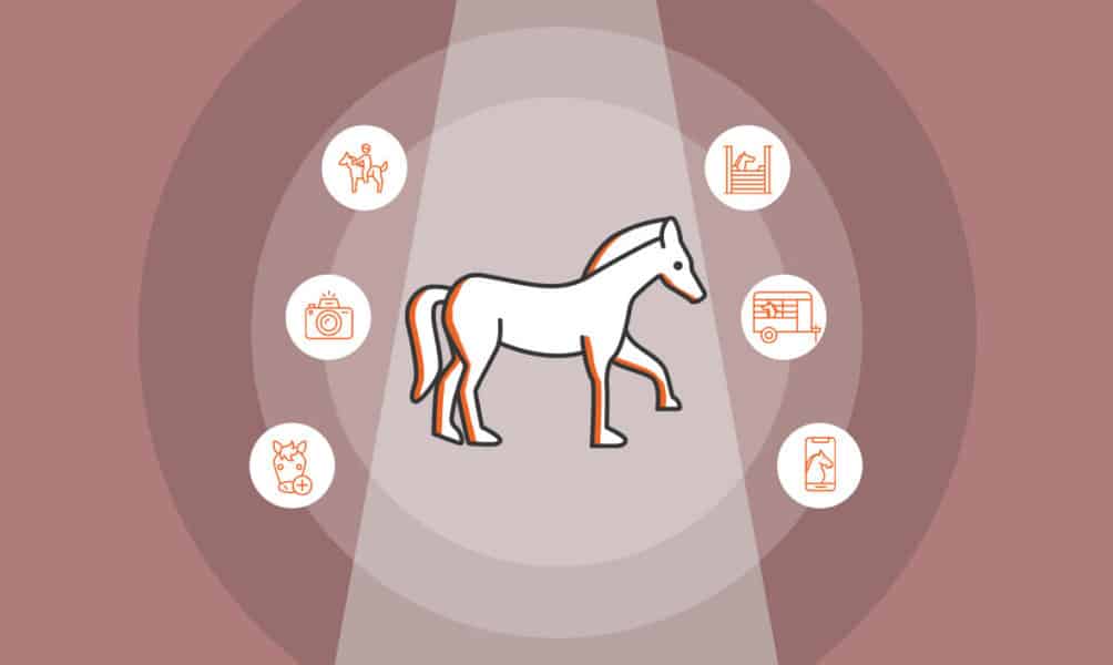 15 Horse Business Ideas