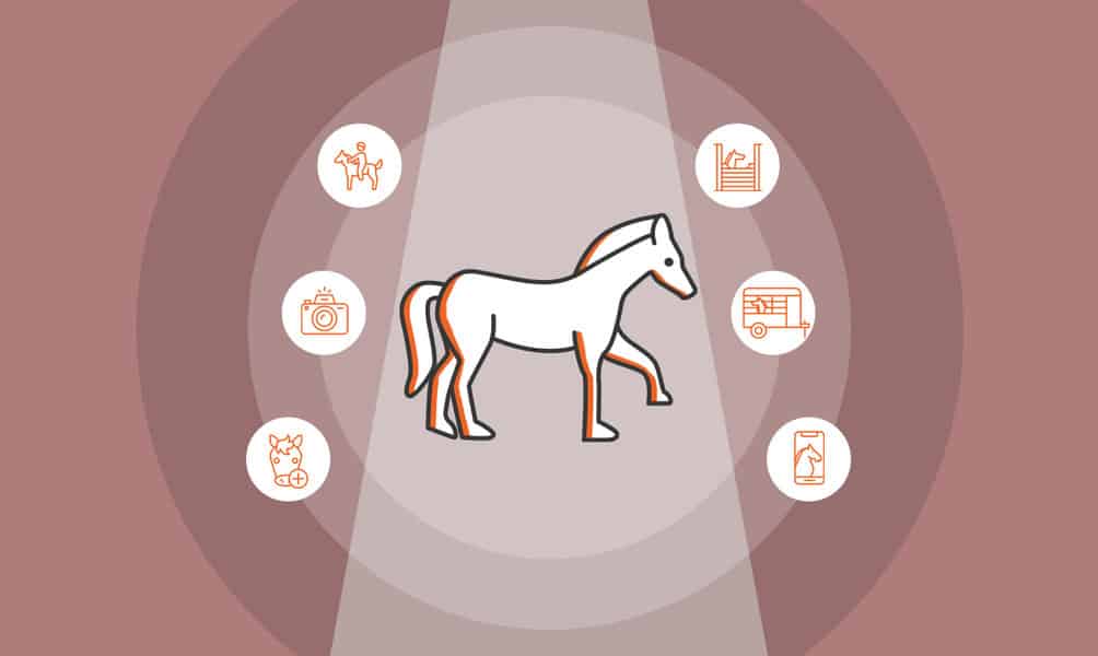 15 Horse Business Ideas Step By Step Business