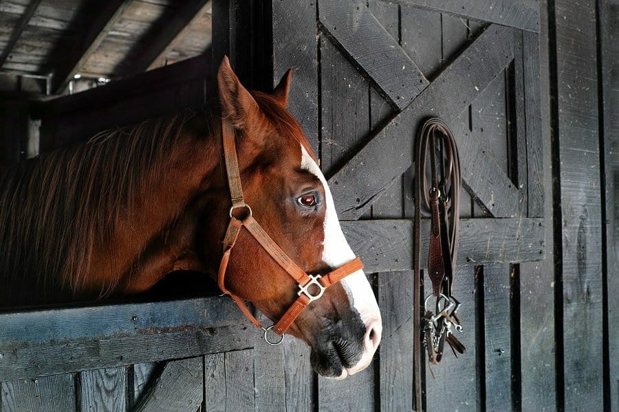 15 Horse Business Ideas