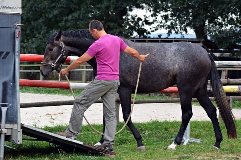 15 Horse Business Ideas Step By Step Business